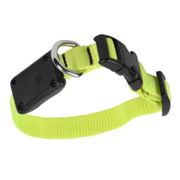 nite dawg collar