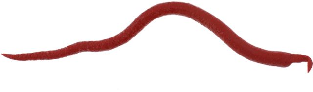 Berkley Gulp Bloodworm Bait Bloody 176386