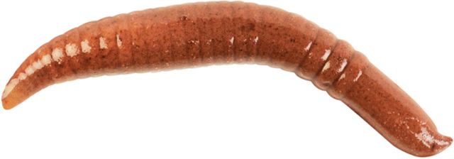 Berkley Gulp Pinched Crawler 2in. Nightcrawler 177559