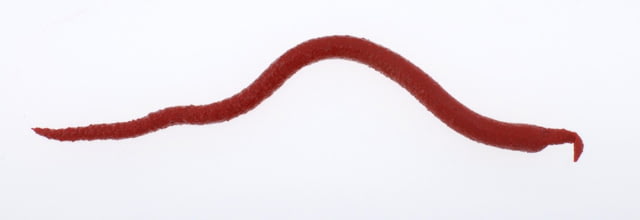 Berkley Berkley Gulp Saltwater Extruded Bloodworm Soft Bait Bloody