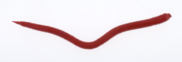 Berkley Berkley Gulp Saltwater Extruded Bloodworm Soft Bait Bloody Iridescent