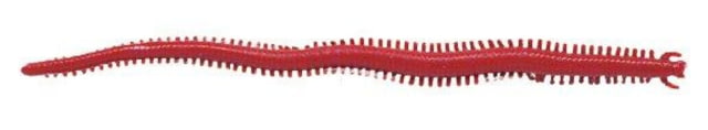 Berkley Berkley Gulp Saltwater Sandworm Soft Bait 2in 24 Pack Bloody