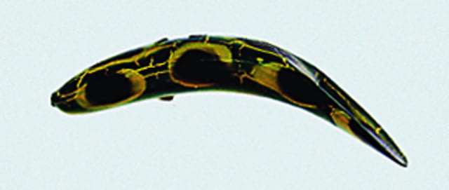 Yakima Bait Flatfish Wiggling Plug #U-20 Treble Hooks Floating Frog 3-1/4in