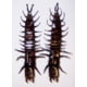 Gitzit Rigged Hellgrammite Soft Bait 2 2 7/8in Dobsonfly larvae
